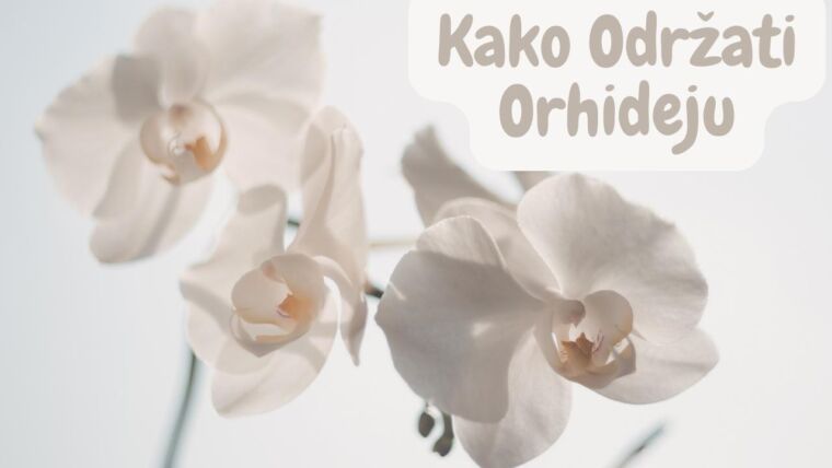Kako-Odrzati-Orhideju