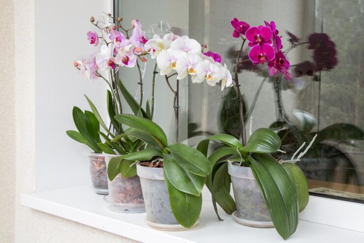 Kako-odrzavati-orhideje-zivim-dok-ste-na-odmoru