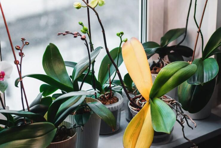 Kako-presaditi-vasu-orhideju