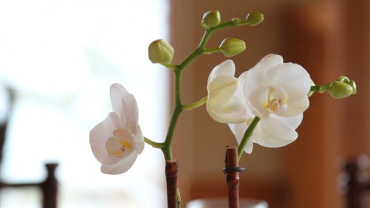 Kako-se-brinuti-o-orhideji-nakon-sto-procveta