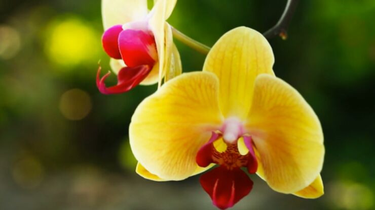 Kako-se-brinuti-o-spoljasnjoj-orhideji