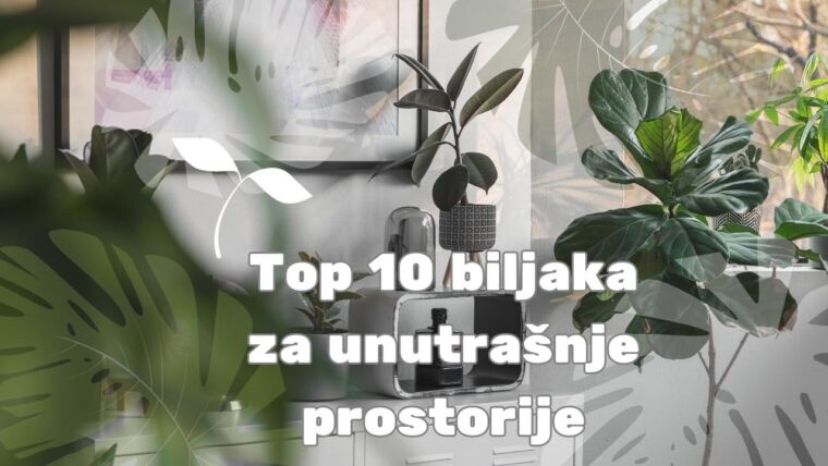 Top-10-biljaka-za-unutrasnje-prostorije