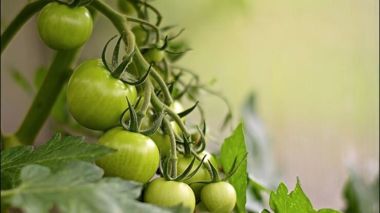 Kako zeleni paradajz pomaže kod proširenih vena