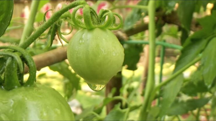 lekovita svojstva zelenog paradajza
